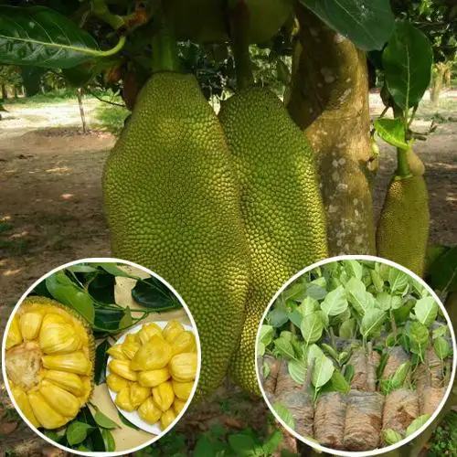 
Саженцы для детского саженца Artocarpus heterophyllus Lam jack, саженцы фруктов 