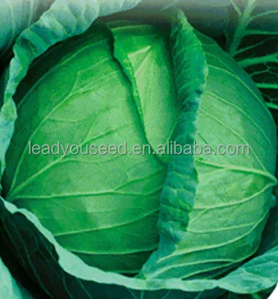 
C05 Xiaguan heat resistant 60 days f1 hybrid cabbage seeds 