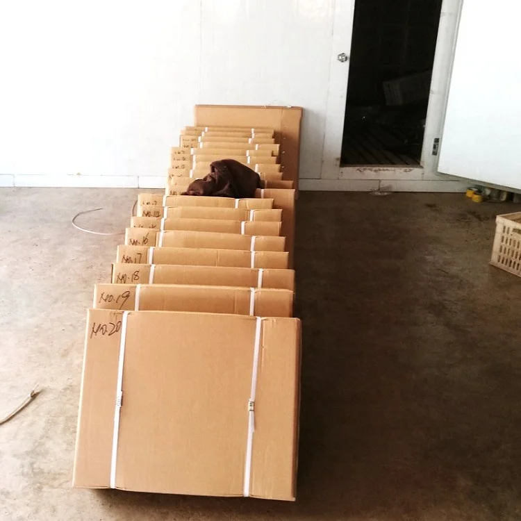 Новый, свежий, Суперстойкий, быстрорастущий Гибридный корень paulownia fortunei для роста