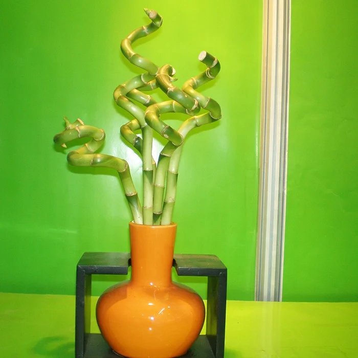 Zhanjiang LUCKY BAMBOO plant nursery 10-100cm spiral lucky bamboo plant dracaena sanderiana in stock