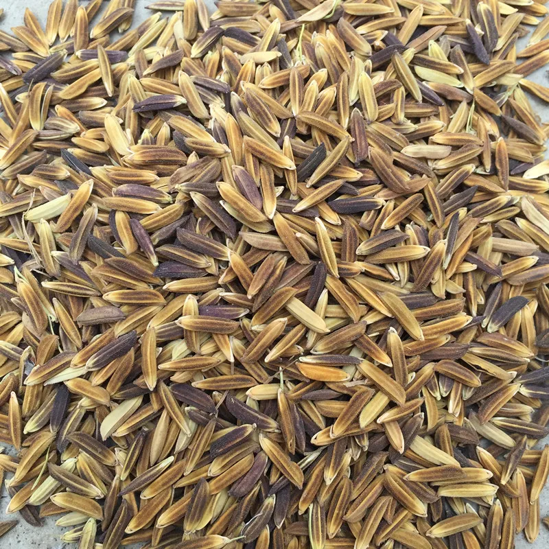 Семена фиолетового риса для выращивания высокой урожайности