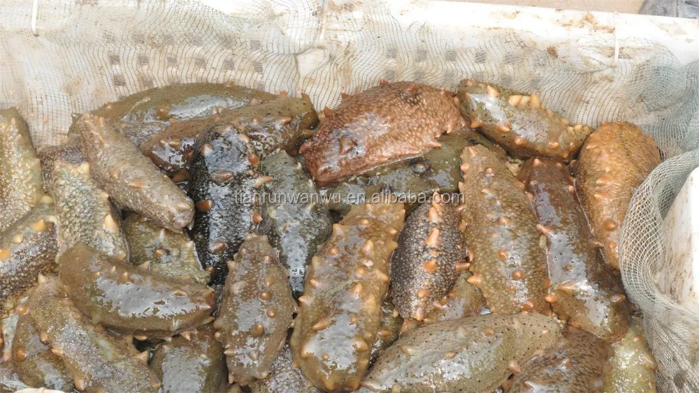 Порошок лактобацилла для аквакультуры