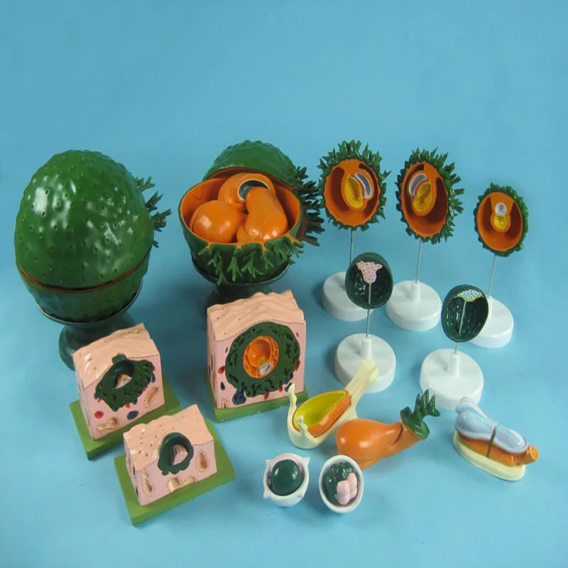 
Biology Education Equipment Anatomical Human Embryo Development Model Set 