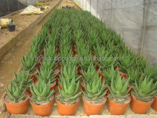 
Aloe vera small plant 