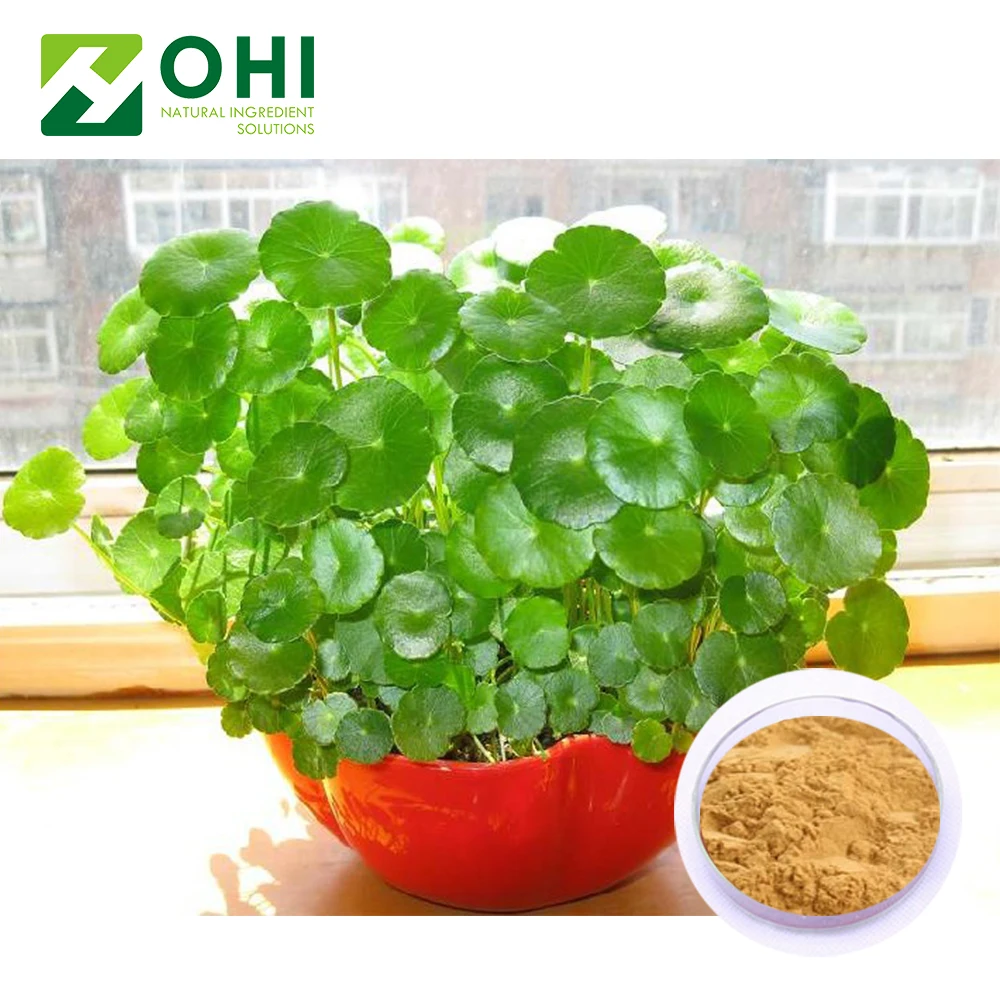 Centella Asiatica oil Extract/Centella Asiatica Leaf/Natural Asiaticoside 10%-90%