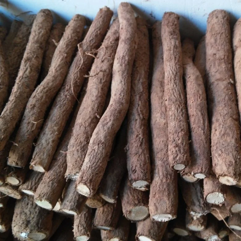 
new fresh fast grow paulownia hybrid 9503 root with phytosanitary certificate 