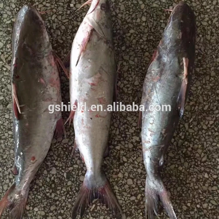 Frozen whole round cat fish 2kg+