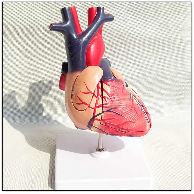 Medical Anatomical Teaching Heart Model  Visceral model