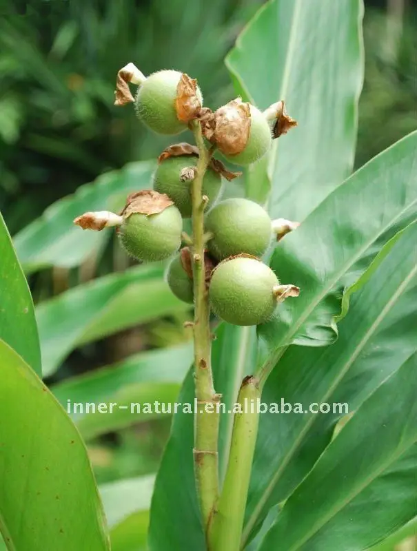 Amomum cardamomum Extract