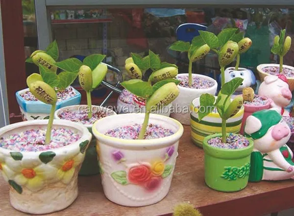 mini plant doll magic bean with pig shape ceramic pot