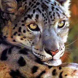 3d picture lenticular 3d animal pictures home decoration 3d poster