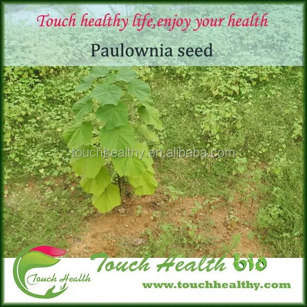 
2021 Good quality paulownia elongata seeds 