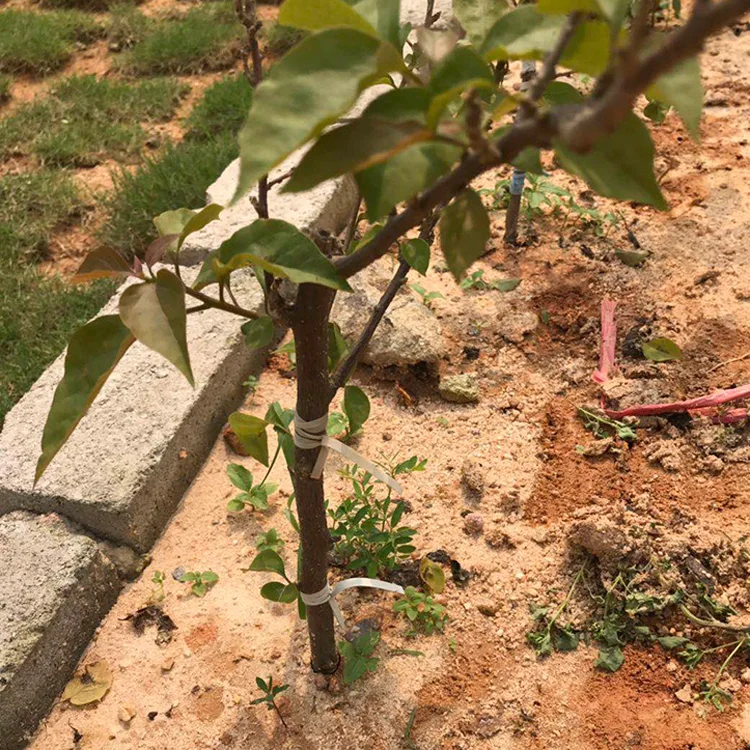 
Elastic rubber tape natural rubber based grafting & budding tapes rubber strips for budding and grafting 