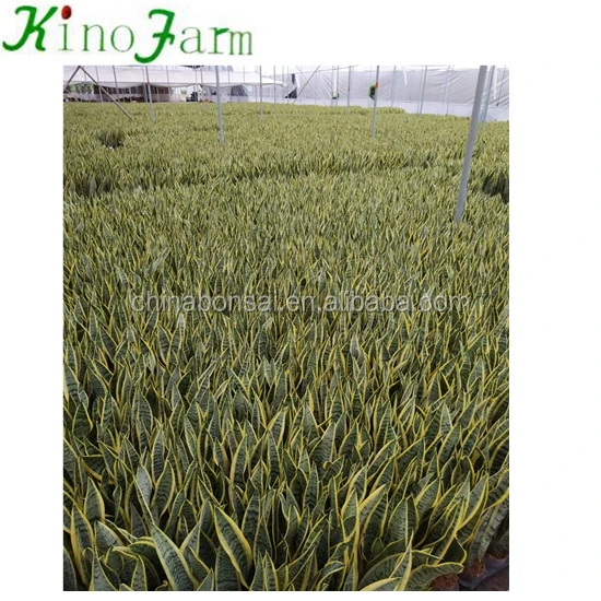 Hotsell Different Types Of Sansevieria