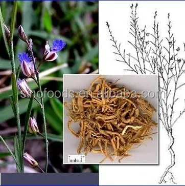 
Yuan zhi Chinese supplier natural dry polygalae radix polygalae for sale 