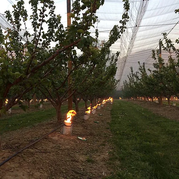 antifrost antifreeze against frost orchard candles