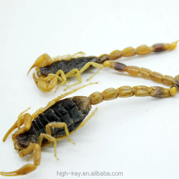 
10016 quan xie Pure Natural Chinese Medicine Herb Scorpion Powder 