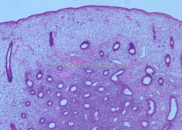 Human prepared histology slides