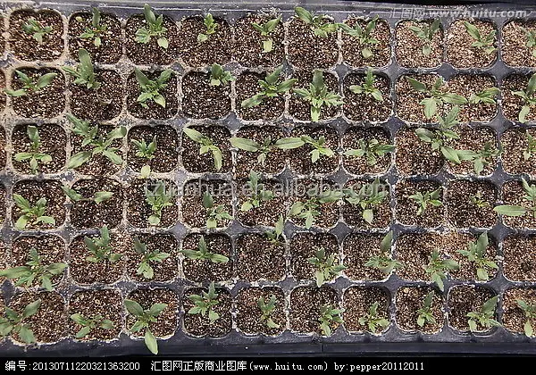 Промоакция от фабрики Чжэцзян, персонализированный пластиковый поднос для рассады, 8 ячеек-512 ячеек для детской комнаты