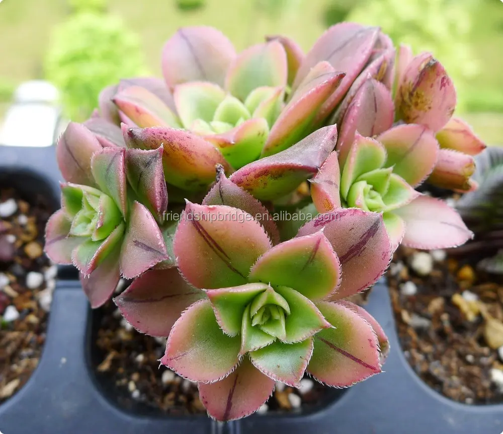 
 Мини-суккулент эоний Декор f. variegata бонсай  