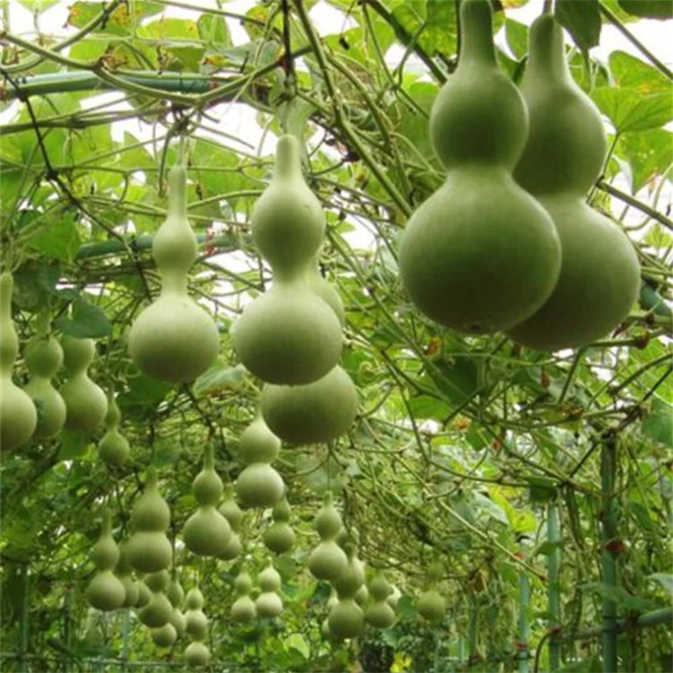 
Ornamental Large Bottle Gourd Seeds Calabash Seeds 