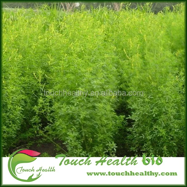 2021 Семена сладкого клевера/Семена сладкого клевера Дагестана/семена травы