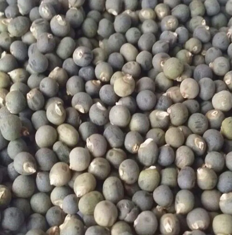 
New hybrid high yeild vegetable abelmosk gumbo Abelmoschus esculentus seeds 