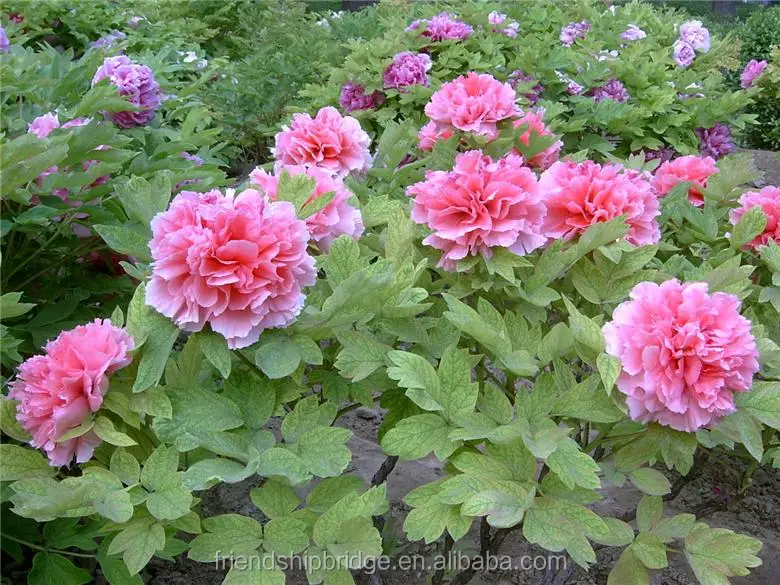 
Peony Paeonia suffruticosa Plant Bonsai Seedlings 