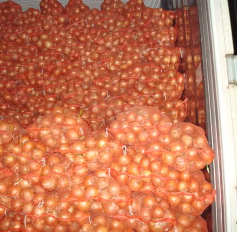 Yellow Gansu onion/5-7cm/6-9cm