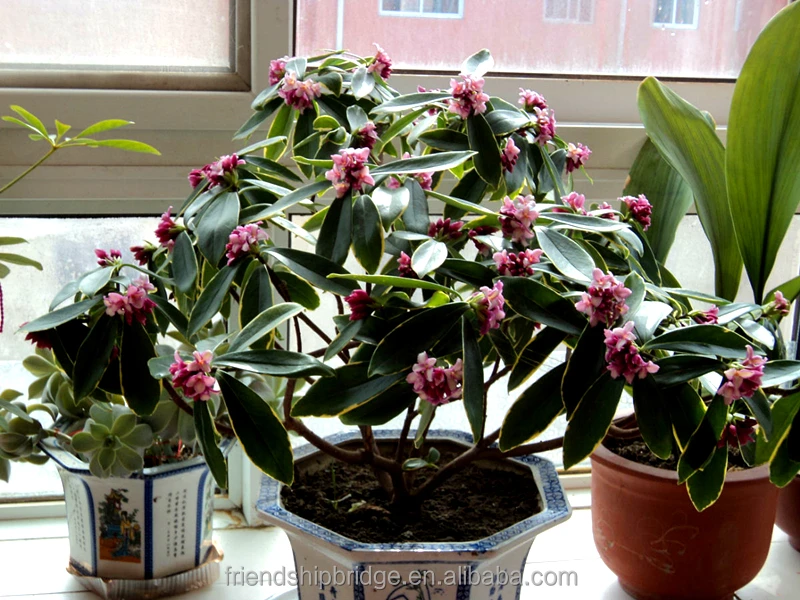 
Fragrant Flowering Tree Winter Daphne Daphne Odora Plants 