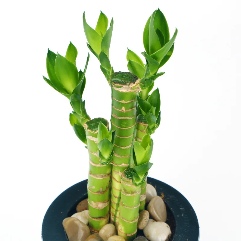 Декоративное растение бонсай Лотос бамбук драцена сандерия