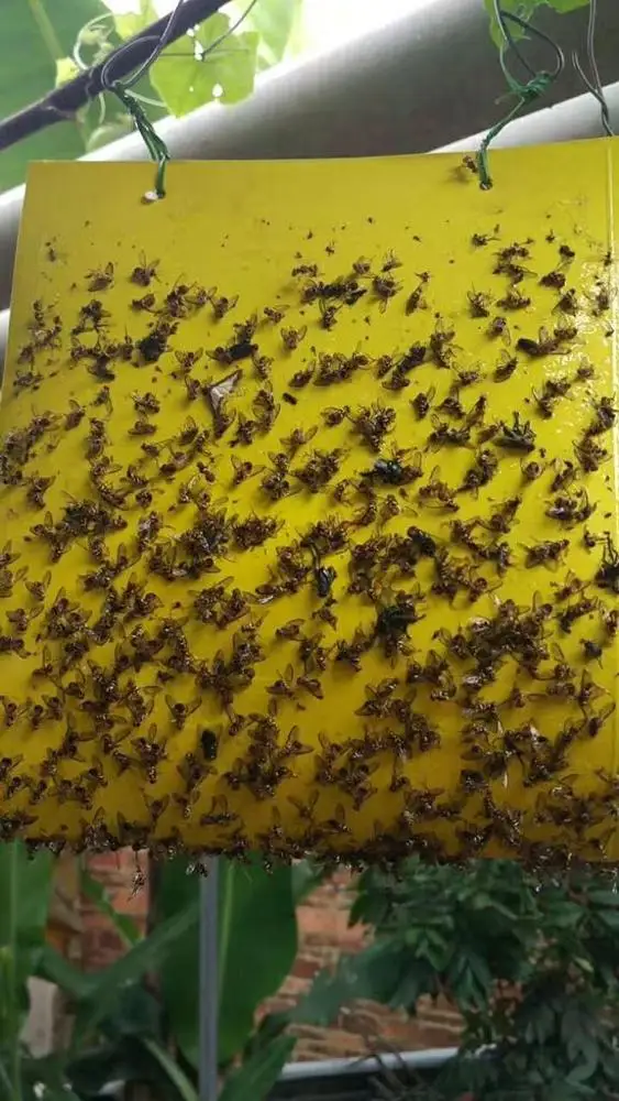 Hot sale Bactrocera cucurbitae pheromone lure melon fly catcher