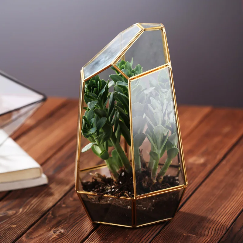 
 Пентагон в форме шара, открытый стеклянный геометрический Террариум, настольный суккулент, растение, папоротник, мох  
