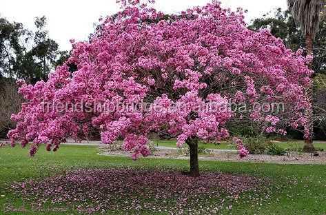
Wholesale street landscape blooming Tabebuia pentaphylla tree seedling 