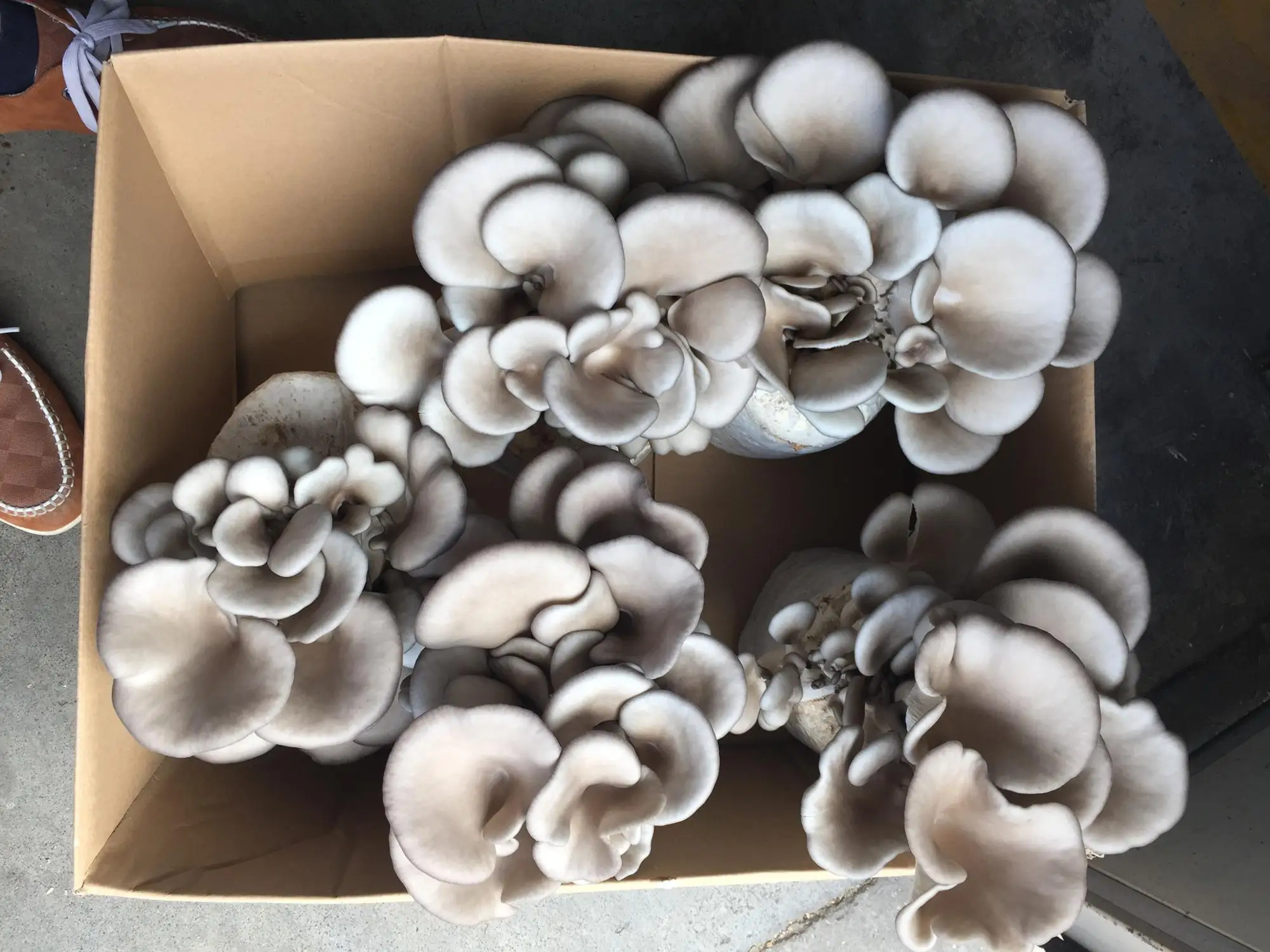 
Detan Oyster Mushroom Bag 