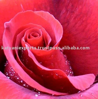 Hot Selling Pure & Natural Rose Essential Oil From Genuine Supplier At Reasonable Price In India For Aromatherapy Fragrance Oil