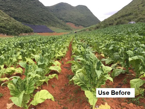 
manufacturer selling harpin protein 3% - 3.3% , improve plant immunity and anti-stress 