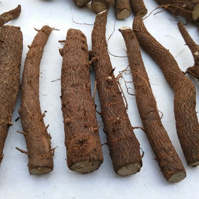 chinese high quality cold resistant fast growing paulownia tomentosa rootstock