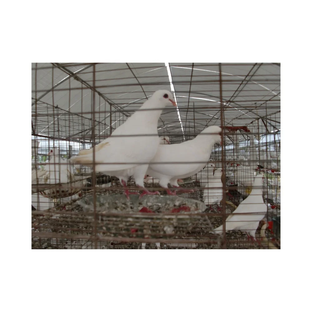 Large Pigeon House