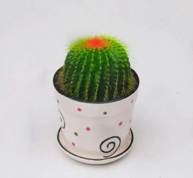 Бонсай мини-кактус большого размера разных цветов для помещений и улицы