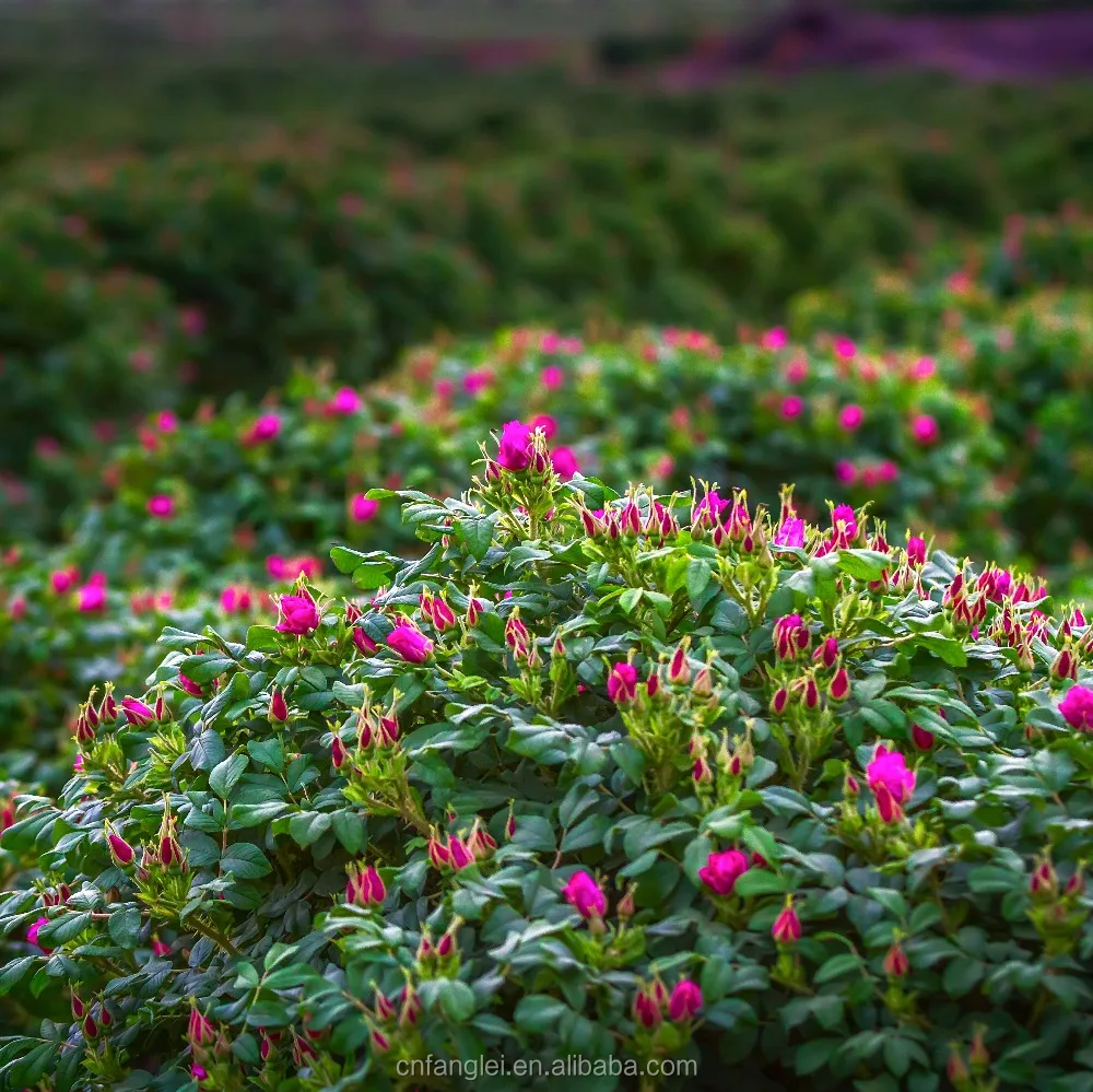 organic health dried rose bud tea rose slimming tea PET bottle packed rose tea