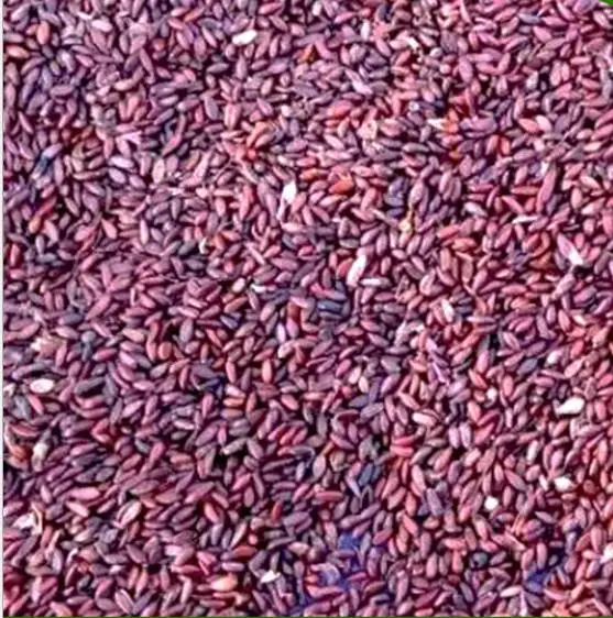  1 кг семена Berberis thunbergii var atropurpurea chenко для