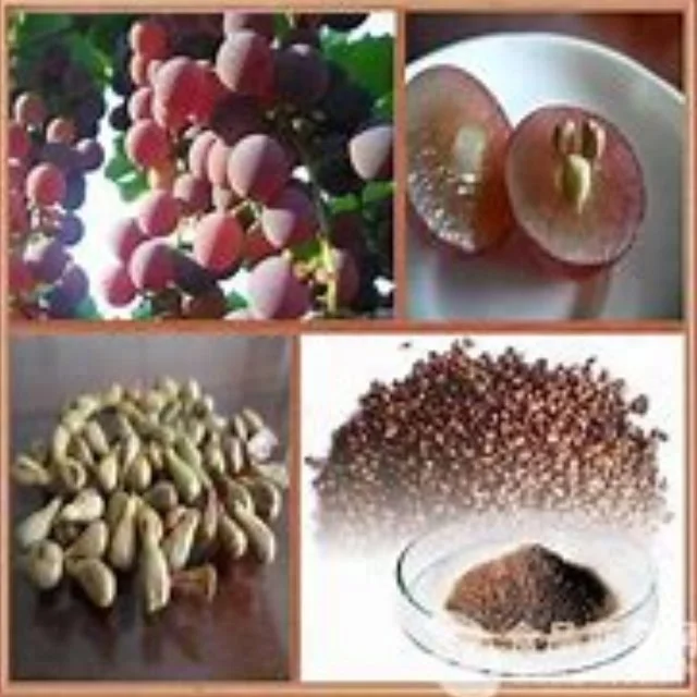 
High quality with competitive price Grape Seed P. E. 