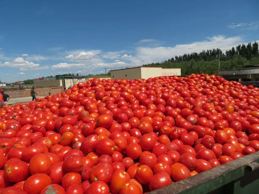 tomato paste price per ton for Turkey,Italy and Iran market