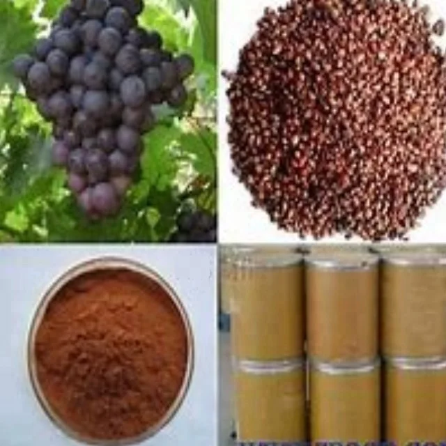
High quality with competitive price Grape Seed P. E. 