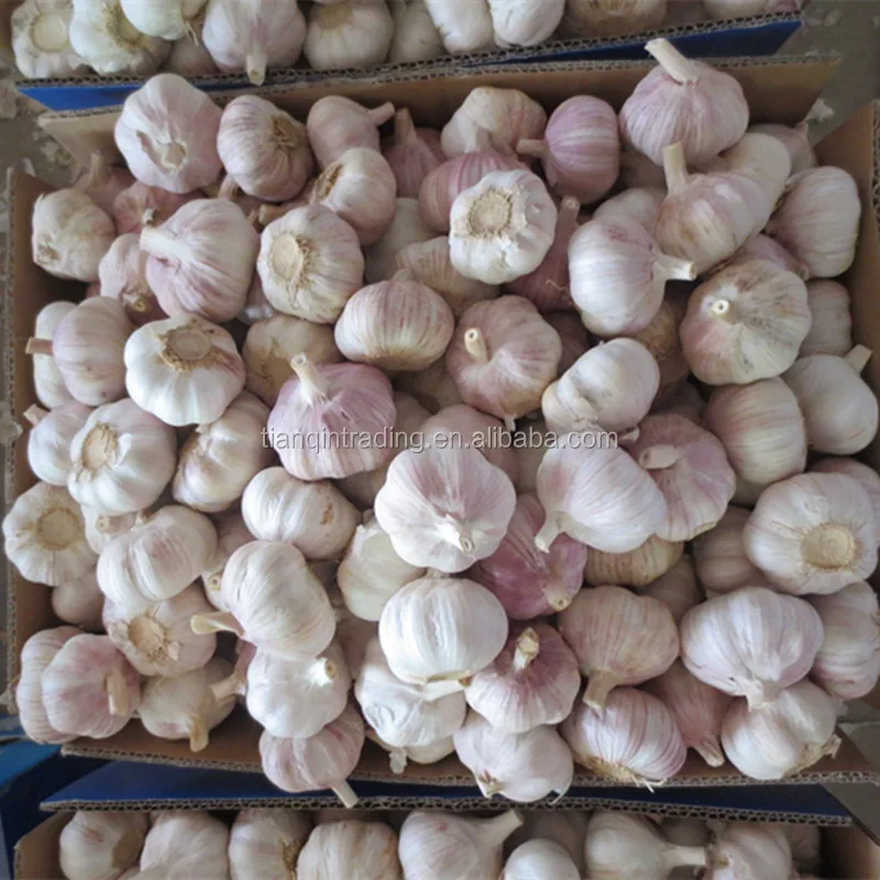 Свежий чеснок для Сенегала