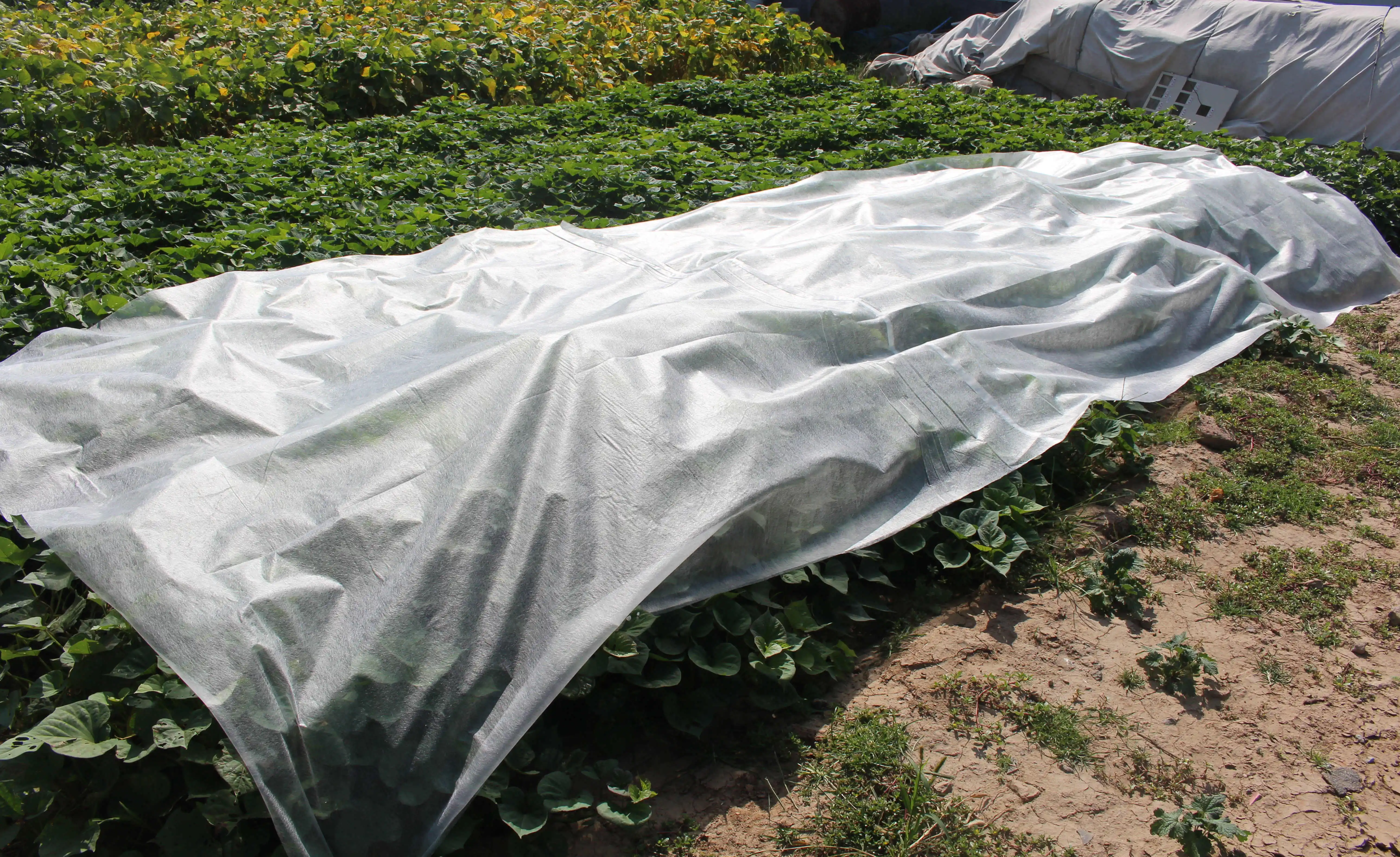 Special protective non woven bag for fruit&tree Customized reusable agriculture