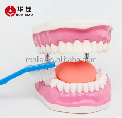 HM-BD-061 Ningbo Huamao Tooth brushing model Dental model