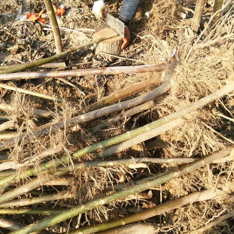 
new fresh super resistant fast grow paulownia cut hybrid root for growing 