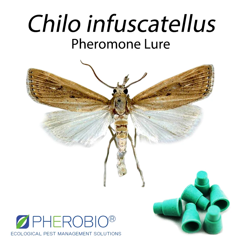 
Yellow top borer Chilo infuscatellus pheromone lure pheromone trap 